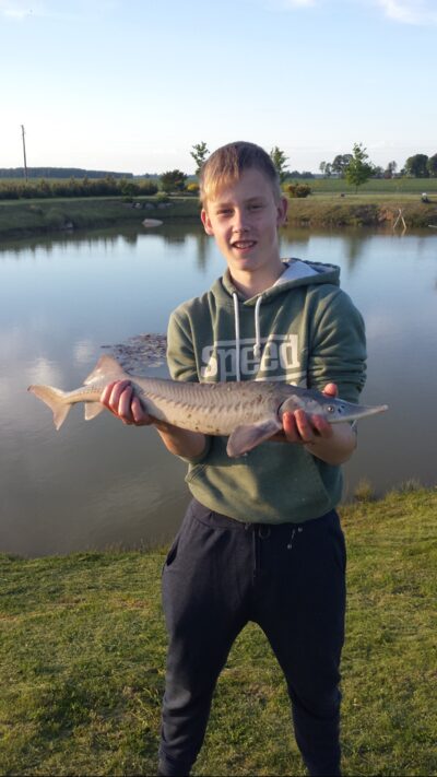 Russian sturgeon, 2.5 kg