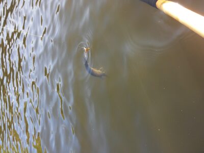 Northern Pike — Vosyliukų malūno