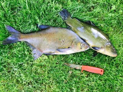 Carp bream ×6