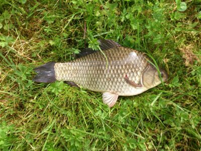 Crucian carp, 0.4 kg — Neman River