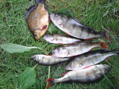 Eurasian perch ×5 — Arinas