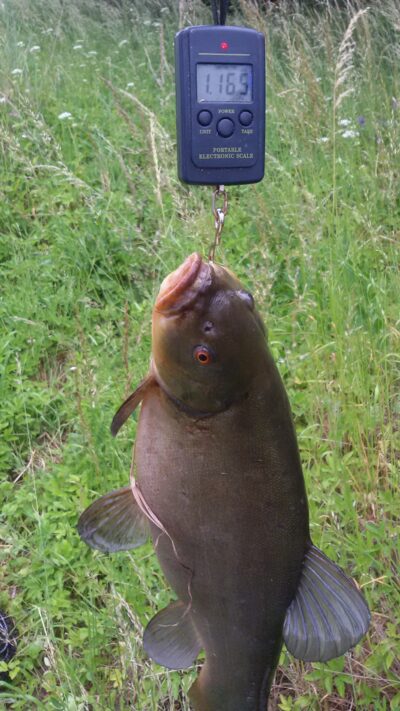 Tench, 1.2 kg