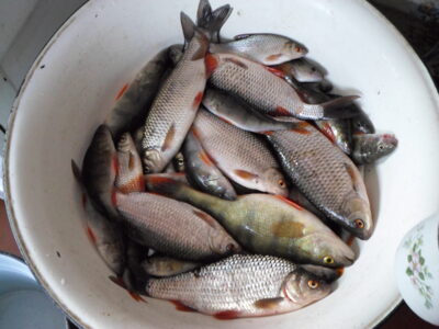 Roach, 3.0 kg — Širvinta