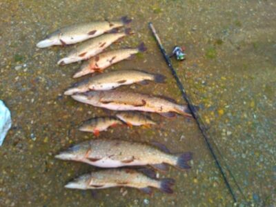 Northern Pike