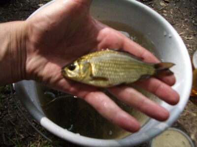 Prussian carp ×9