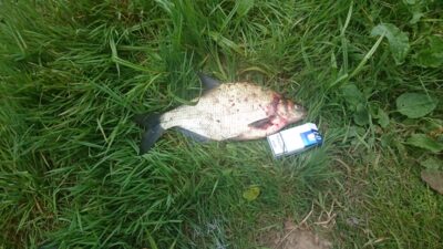 Carp bream, 1.1 kg