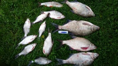 Carp bream, 1.2 kg — Smeltalė