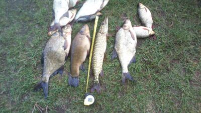 Carp bream — Išnarai