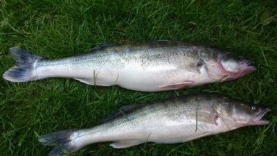 Pike perch, 1.9 kg — Kuršių