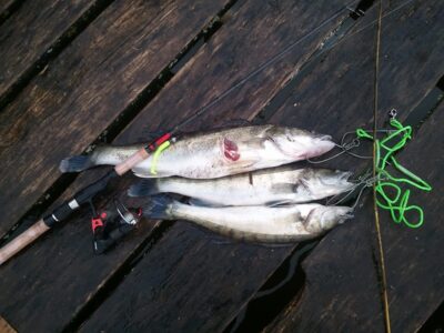 Pike perch ×3