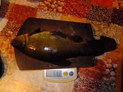Tench, 0.6 kg