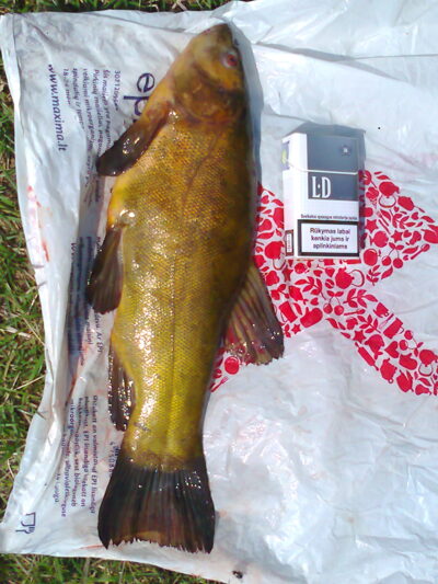 Tench, 1.3 kg