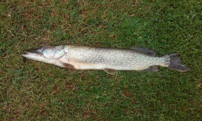 Northern Pike, 1.8 kg — Neman River