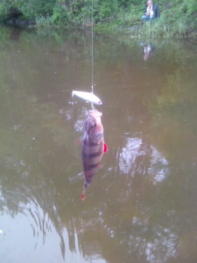 Eurasian perch, 0.4 kg — Neman River
