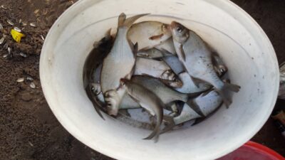 Carp bream ×12 — Nevėža