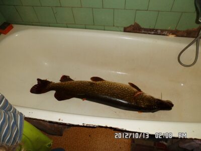Northern Pike, 13.0 kg — Nevėžis