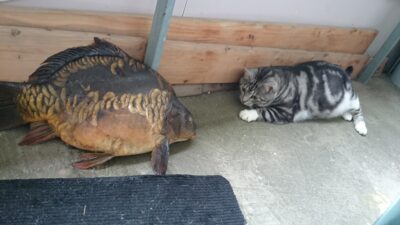 Carp, 4.5 kg — Sartai