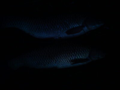 Grass carp, 3.7 kg