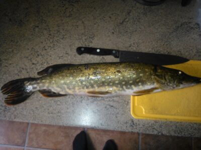 Northern Pike