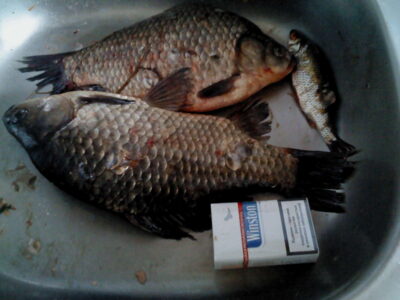 Crucian carp, 1.5 kg