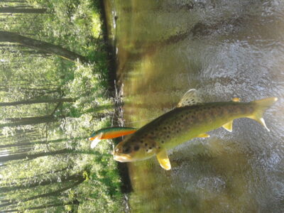 Brown Trout — Merkys
