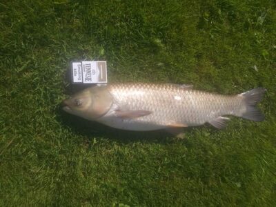 Grass carp, 3.3 kg