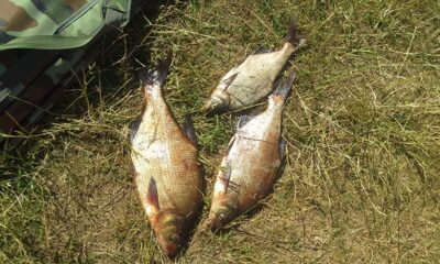 Carp bream, 1.4 kg — Kiemelių