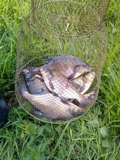 Carp bream ×6 — Nevėžis