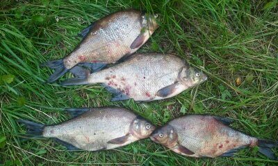Carp bream ×4
