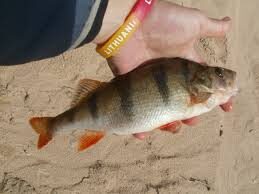 Eurasian perch ×3