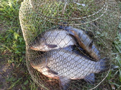 Prussian carp, 1.2 kg