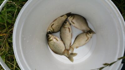 Prussian carp ×5