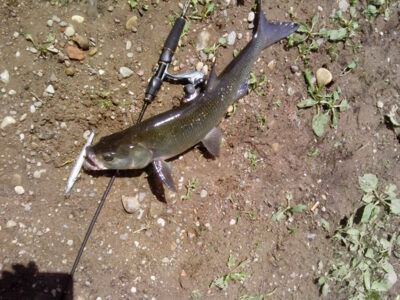 Asp, 2.9 kg — Neman River