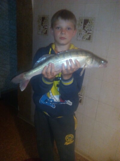 Pike perch, 1.5 kg — Neris River