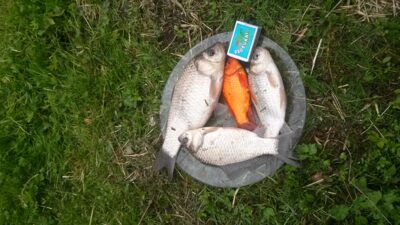 Crucian carp ×4