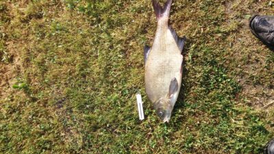 Carp bream, 2.1 kg — Gudelių