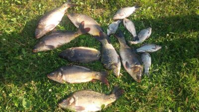 Carp ×8