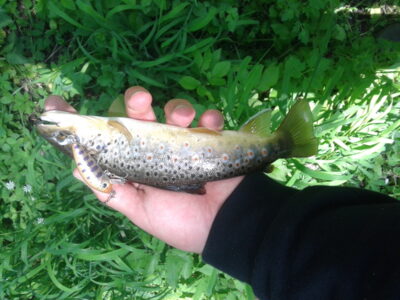 Brown Trout — Merkys