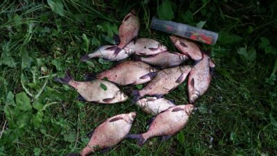 Carp bream — Didžiulis