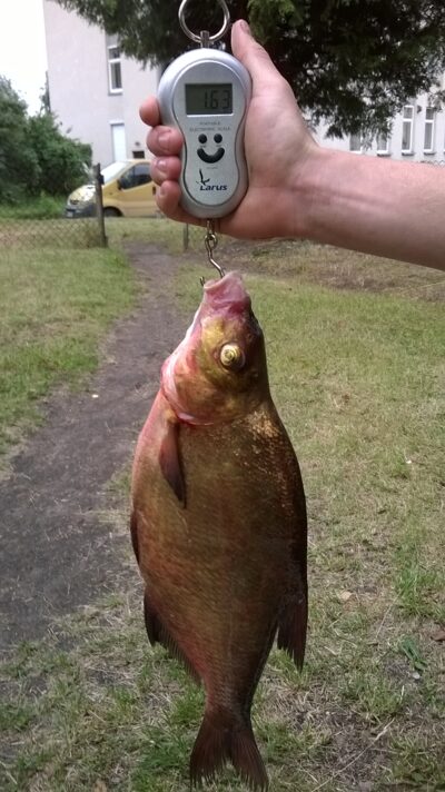 Carp bream, 1.6 kg — Didžiulis