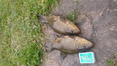Tench ×2