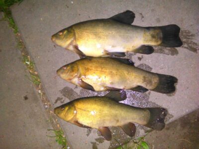 Tench ×3 — Kalvių