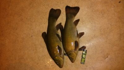 Tench ×2 — Paštys