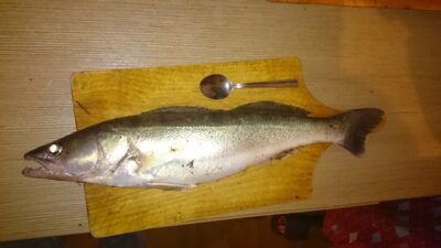 Pike perch, 1.1 kg — Kuršių
