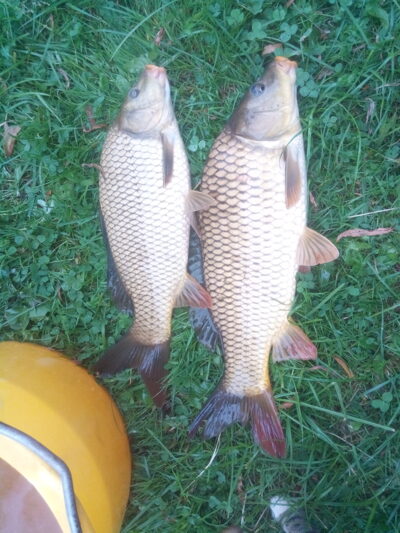 Carp ×2 — Neman River