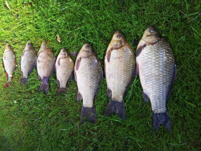 Crucian carp, 0.9 kg — Dvariukų