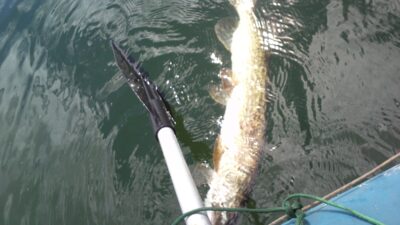 Northern Pike, 4.0 kg — Aukštadvario HE