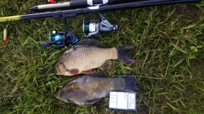 Crucian carp, 1.1 kg