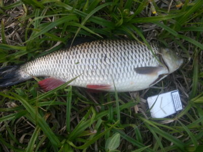 chub, 1.8 kg — Šventoji