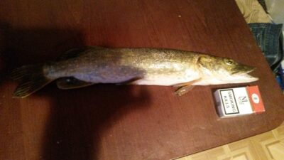 Northern Pike, 2.1 kg — Babėnų